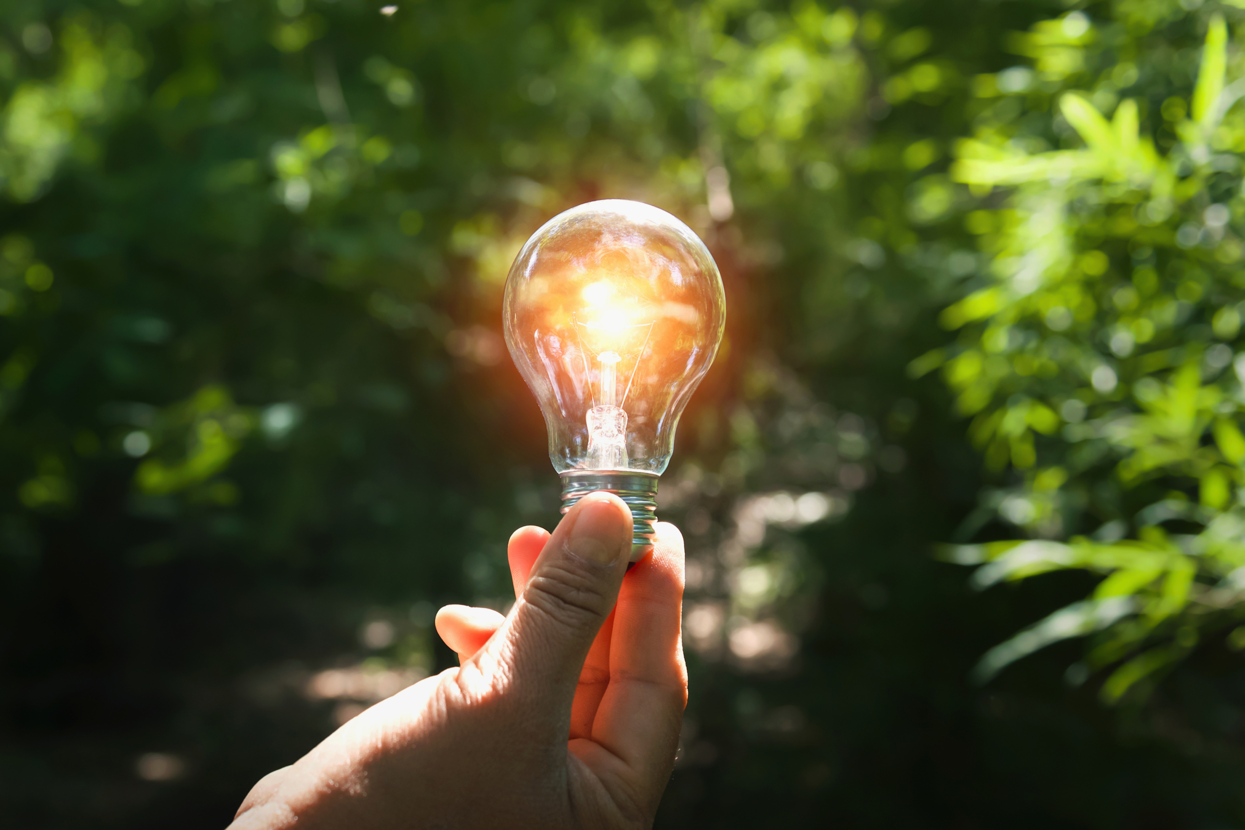 hand holding light bulb with sunshine in forest . concept clean